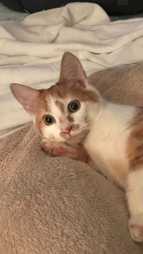 Tater