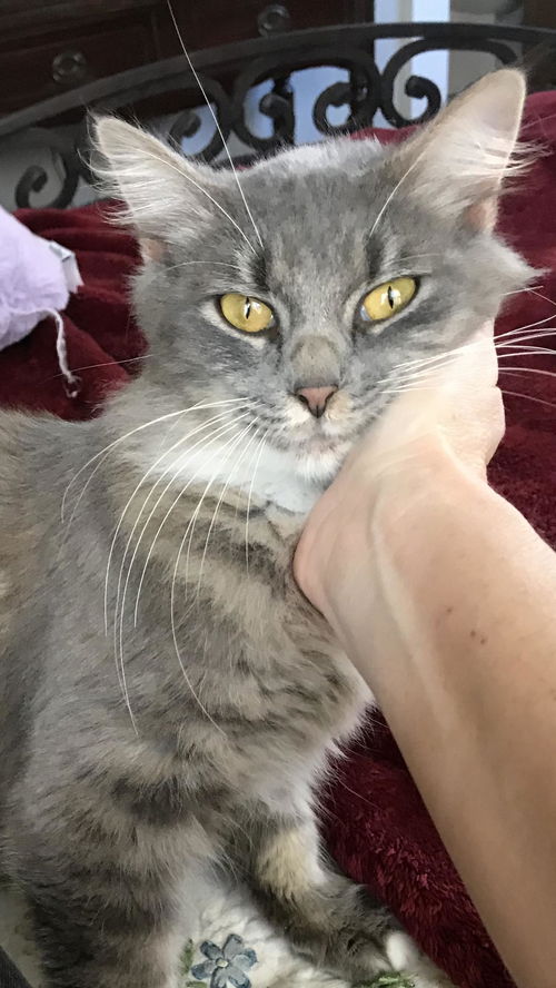 Anya