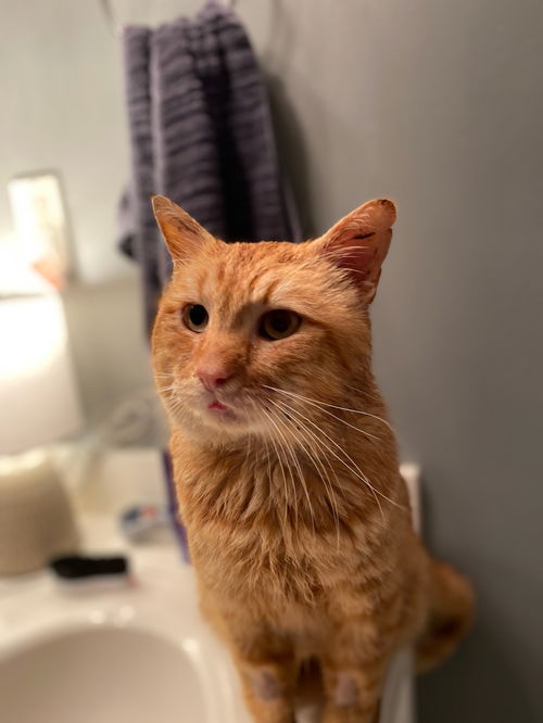 Waldo