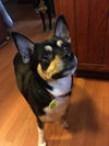 Buddy