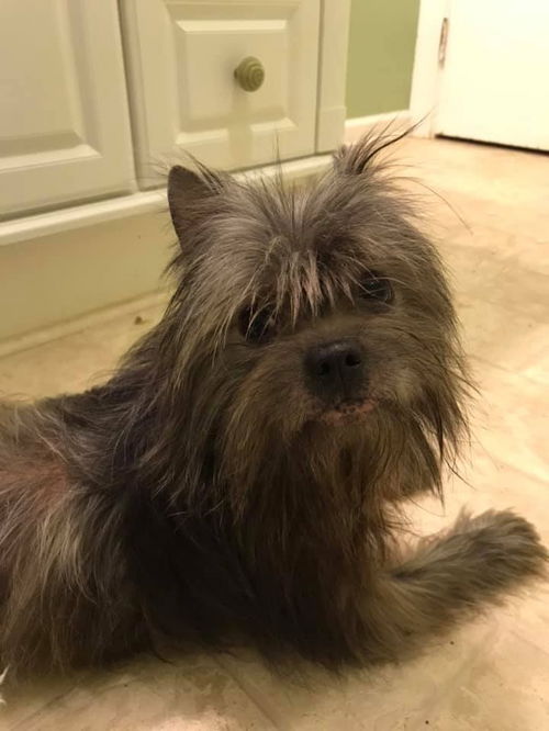 Grayson the Ewok