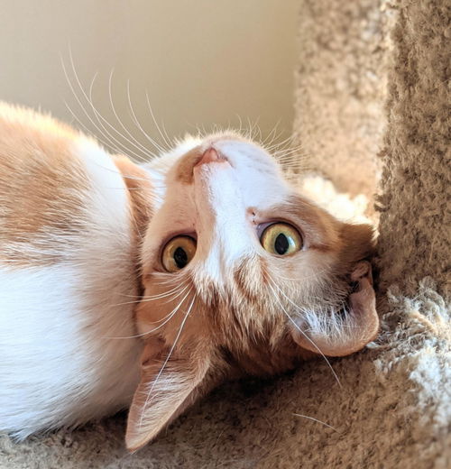 Lieutenant Dan