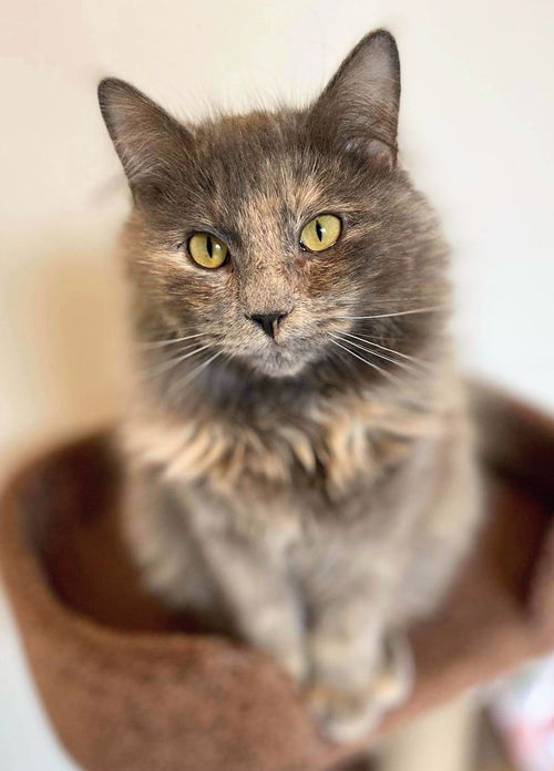 Gigi