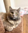 Gigi