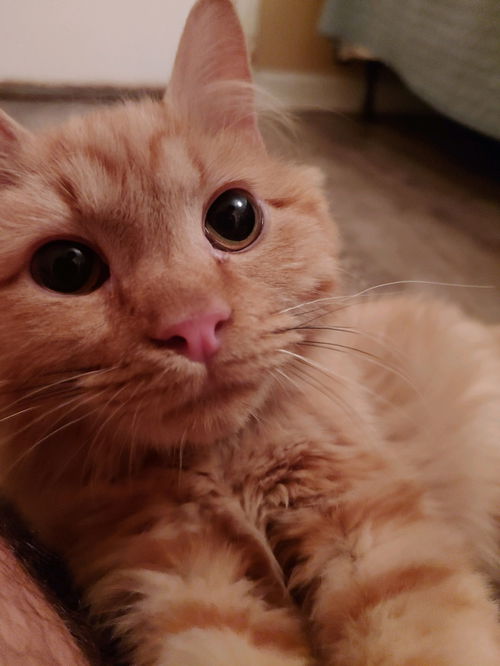 Simba