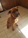 Bowser