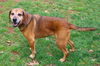 Bella Rose (SENIOR ALERT)