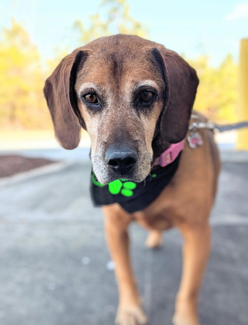 Bella Rose (SENIOR ALERT)