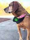 Bella Rose (SENIOR ALERT)