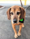 Bella Rose (SENIOR ALERT)