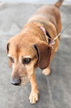 Bella Rose (SENIOR ALERT)