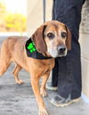 Bella Rose (SENIOR ALERT)