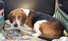 Henry the Humble Hound Dog