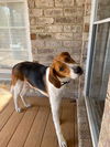 Henry the Humble Hound Dog