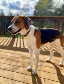 Henry the Humble Hound Dog