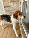 Henry the Humble Hound Dog
