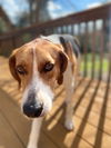 Henry the Humble Hound Dog
