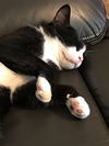 Oreo