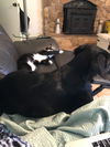 Oreo