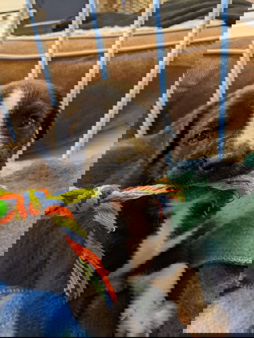 Mezzo