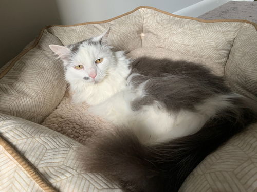 Scout (SENIOR ALERT)