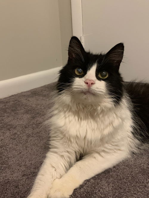 Siler (SENIOR ALERT)