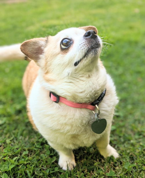 Peanut (SENIOR ALERT)