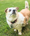 Peanut (SENIOR ALERT)