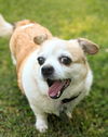 Peanut (SENIOR ALERT)