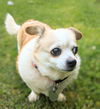 Peanut (SENIOR ALERT)