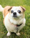 Peanut (SENIOR ALERT)