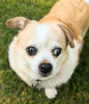Peanut (SENIOR ALERT)