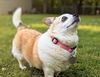 Peanut (SENIOR ALERT)