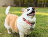 Peanut (SENIOR ALERT)