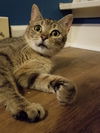 Stella Luna