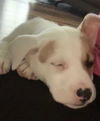 Sadie