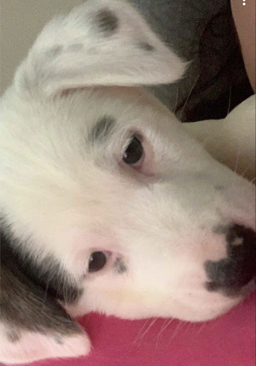 Josie