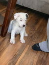 Josie