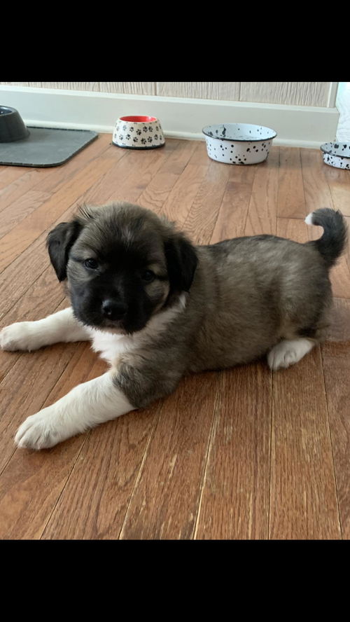 Levi