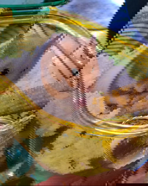 Nibbles