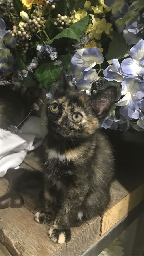 Lily