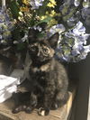 Lily