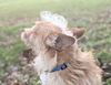 Ziggy
