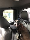 Piper