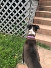 Piper