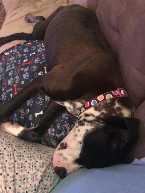 Piper