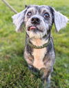 Greta Sue (SENIOR ALERT)