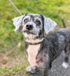 Greta Sue (SENIOR ALERT)