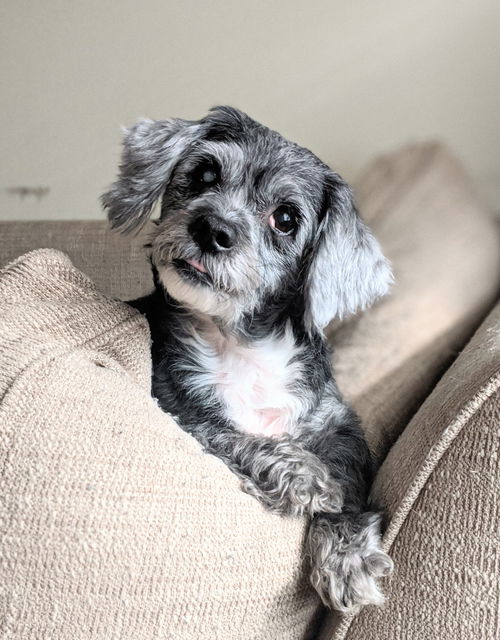 Greta Sue (SENIOR ALERT)