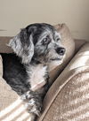 Greta Sue (SENIOR ALERT)